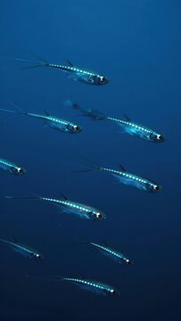 School of Hatchetfish Swimming in Deep Blue Ocean Water, Group of Small Silver Tropical Fish Moving in Dark Marine Environment, Bioluminescent Underwater Life, Deep Sea Aquatic Background