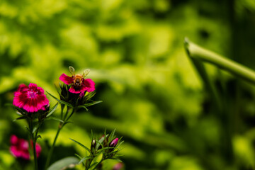 Honeybee Landing Among Bright Pink Garden Blossoms © Mikhail