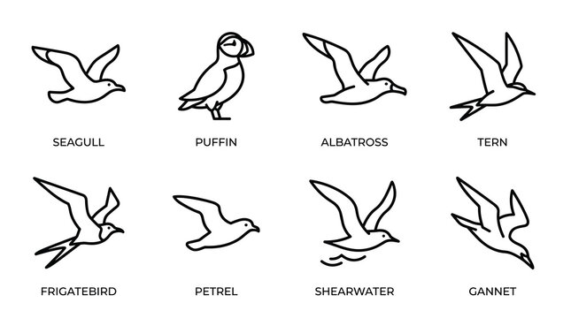 Seabirds in flight line art icons set, black vector elements with seagull, puffin, albatross, tern, frigatebird, petrel, shearwater and gannet