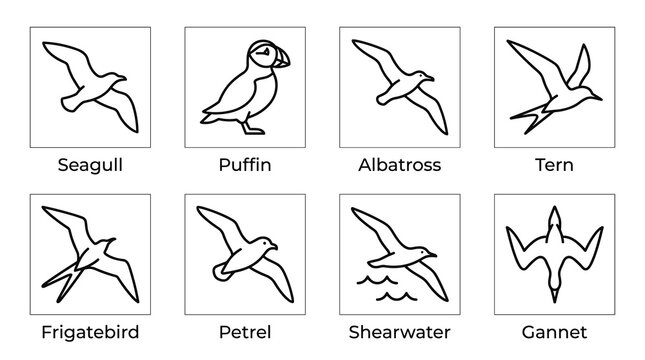 Seabirds Line Art Icon Set Featuring Seagull, Puffin, Albatross, Tern, Frigatebird, Petrel, Shearwater and Gannet Vector Illustration