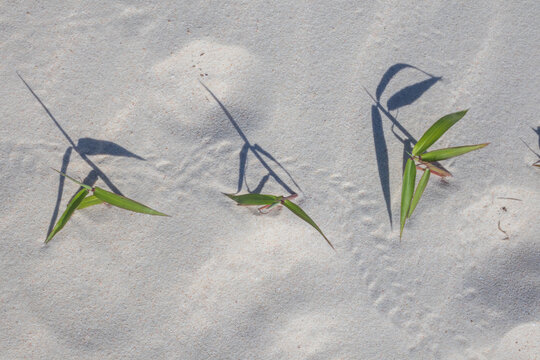Green Grass Sprouts in Sand