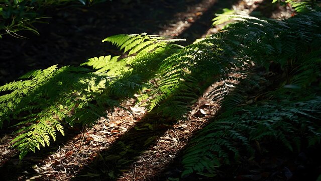 Early morning sunlight illuminating lush forest ferns with dramatic shadows