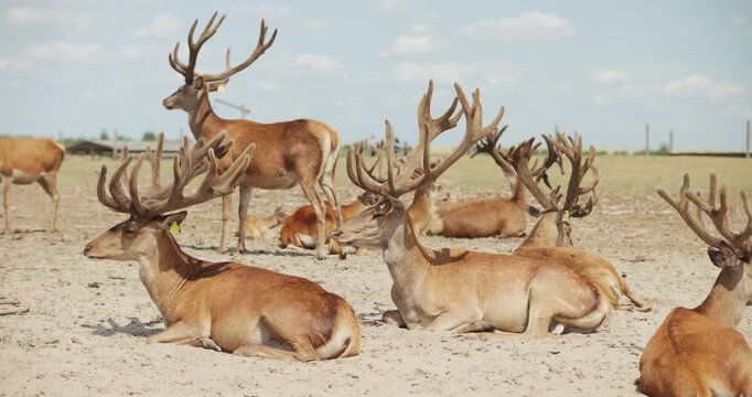 Group of majestic red deer with large antlers resting in paddock