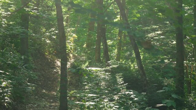 Sunlight filtering through the trees in a summer forest