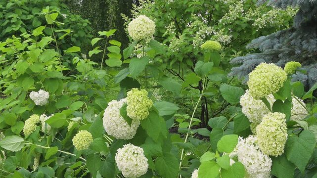 White hydrangea bushes in the park. The beauty of flowers, a city park.	