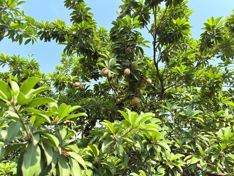 A bunch of brown ripe sapodilla fruit against a bright blue sky background during the day