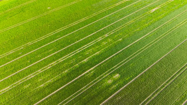 Diagonal aerial view of green wheat crop rows forming textured agricultural pattern. Young grain crops growing in parallel lines across cultivated farmland landscape. Agronomy farming concept with
