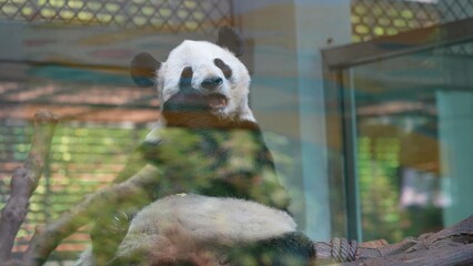 glimpse of giant panda eating bamboo inside glass exhibit in the zoo © ElizabethGo