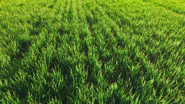 Green wheat plants growing densely in cultivated agricultural field under sunlight. Young cereal crop forming lush vegetation texture across farming landscape. Agronomy and farming concept with spring