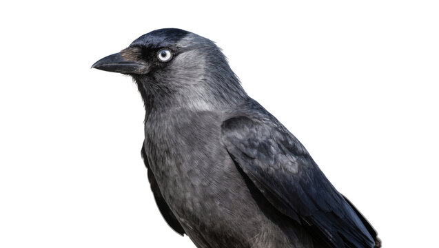 Isolated jackdaw bird, a common corvid species with striking pale eyes, looking observant