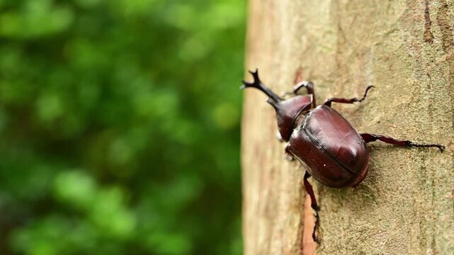 4K macro footage of Taiwan Rhinoceros Beetles in a summer forest. Captures authentic wildlife behaviors, including rhinoceros beetle mating, feeding, and natural interactions on tree bark. Perfect for