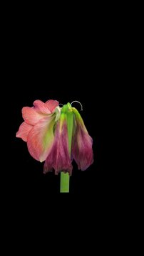 Time lapse of dying light red Brazza amaryllis with ALPHA transparency channel isolated on black background, vertical orientation