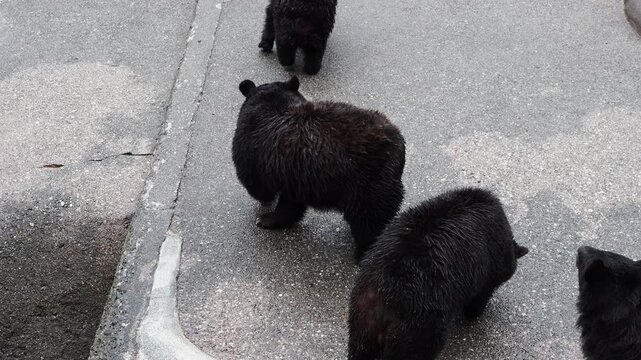 飛騨高山の奥飛騨にあるクマ牧場にいる可愛い熊の様子