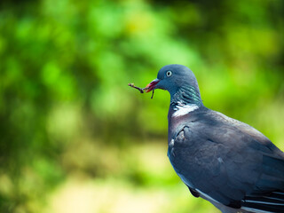 Fototapeta premium blue winged blackbird