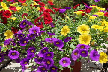 Fototapeta premium Colorful petunias in a flowerpot on a sunny day