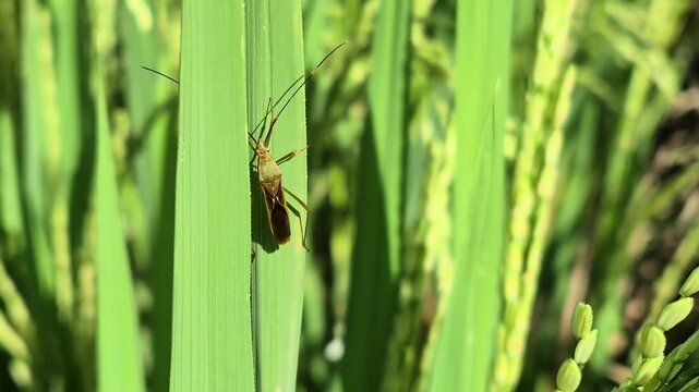 Close-up of a small insect on a vibrant green rice stalk, showcasing delicate details and natural textures in a field.