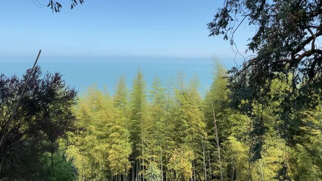 sunlit garden trees and bamboo frame a distant calm blue sea, creating a peaceful subtropical coastal view with lush foliage, warm light and clear summer atmosphere