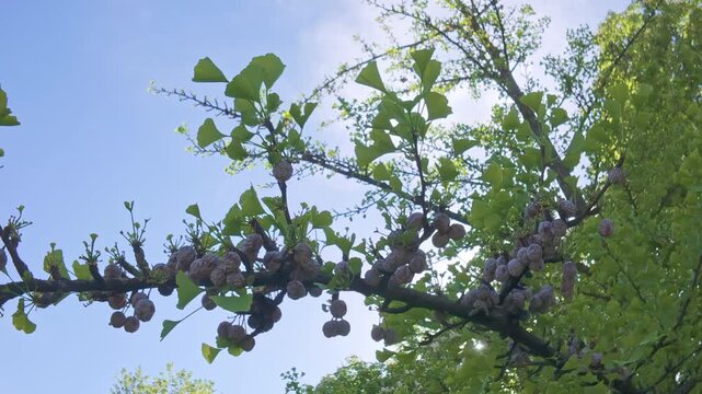 View from below of branches with green leaves and last year's fruit-like sarcotestae Maidenhair Tree, Ginkgo biloba against a blue sky background, camera moving along the tree branch