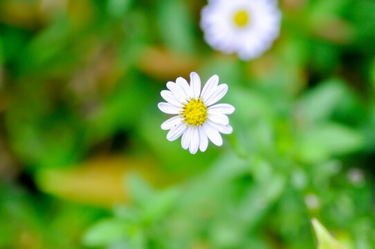 Indian Aster or Kalimeris indica or Asteraceae or daisy, white flower