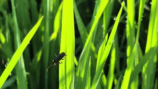 Close-up of tiny insects on vibrant green rice leaves blades with dew drops, morning sunlight.