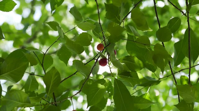 The shimmering sunlight filtering through the green leaves of a fruiting cherry tree, swaying in the wind.