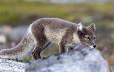 arctic fox summer © Till