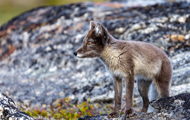 arctic fox © Till
