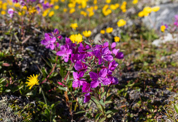 Obraz premium arctic flowers greenland