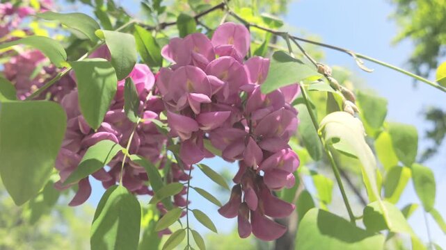 View from below of pink flowers of Rose Acacia or Bristly locust, Robinia hispida against a blue sky background, Close-up