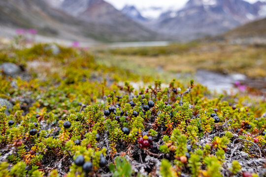 East greenland crowberries