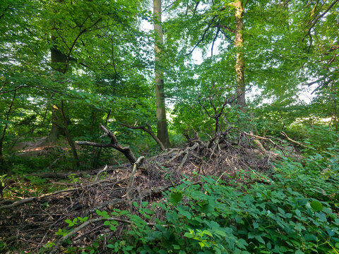 germany, striking dead tree surrounded by forest vegetation highlighting climate change impact within beautiful wendlingen summer woodland landscape