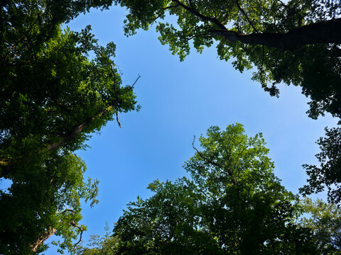 germany, endless deep blue sky above lush green forest clearing capturing uplifting summer atmosphere in beautiful wendlingen natural surroundings