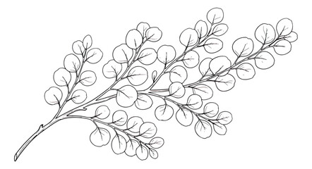Minimalist eucalyptus branch line art, hand drawn botanical silver dollar eucalyptus vector illustration, elegant black and white floral foliage sketch © Muhammad Sajjad