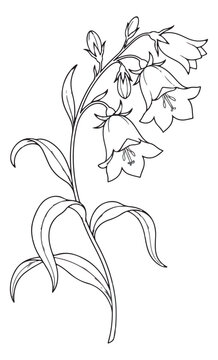 Vintage bluebell flower line art vector, botanical bellflower sketch illustration, elegant floral campanula drawing for wedding invitations