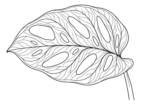 Monstera adansonii leaf line art vector, tropical swiss cheese plant foliage illustration, botanical black and white outline drawing for coloring