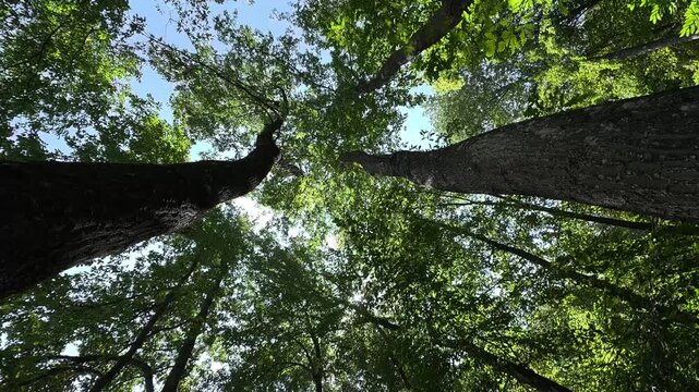 Foresta di Cerro in 8K