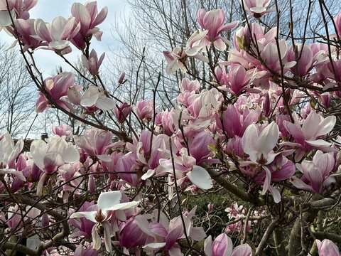 Pink and white magnolia blossoms densely cover the tree branches in early spring beneath a soft blue sky. Fresh flowers and unopened buds highlight the first spring bloom.
