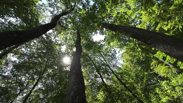 Foresta di Cerro in 8K