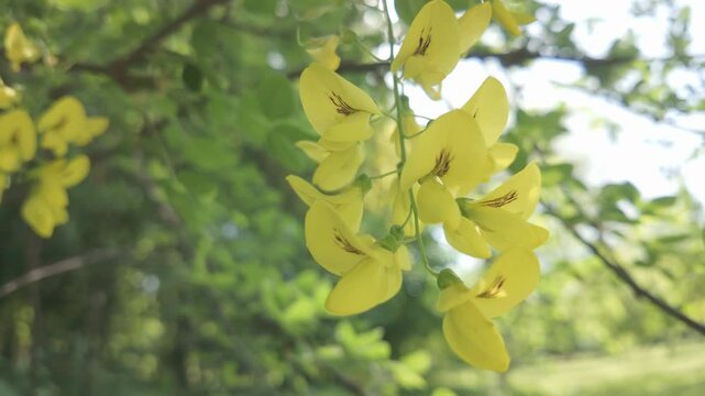 Close-up of inflorescences with yellow flowers of Laburnum tree swaying in the spring breeze on sunny day 