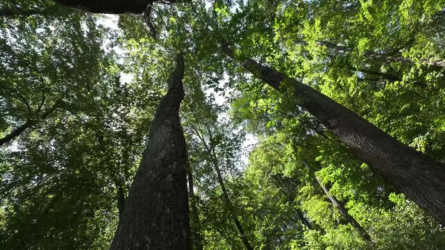 Foresta di Cerro in 8K