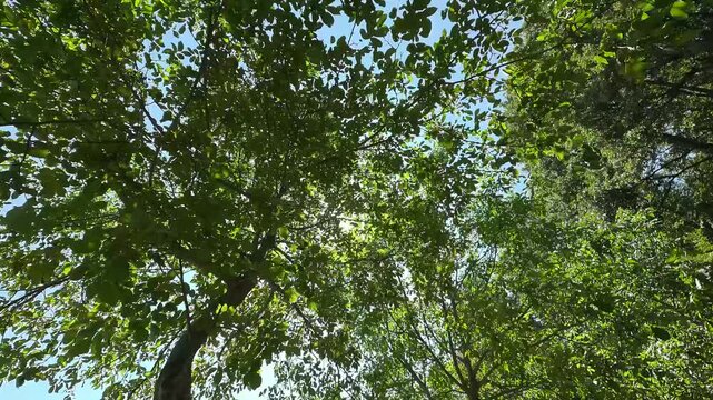 Foresta di Cerro in 8K