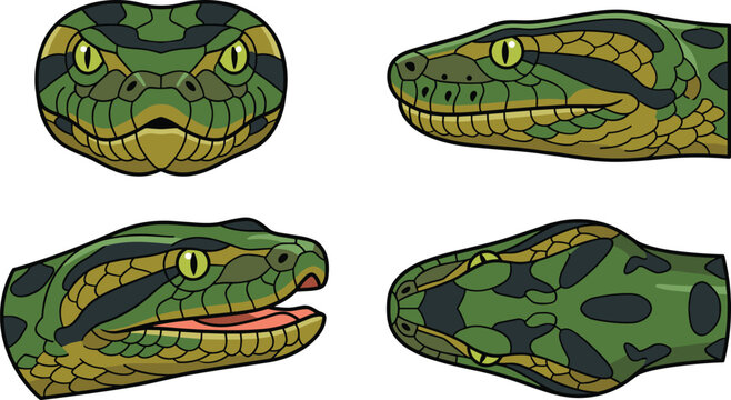 Realistic Python Snake Head Vector Collection with Front, Side, Open Mouth, and Top View Illustrations for Reptile Wildlife Design Projects