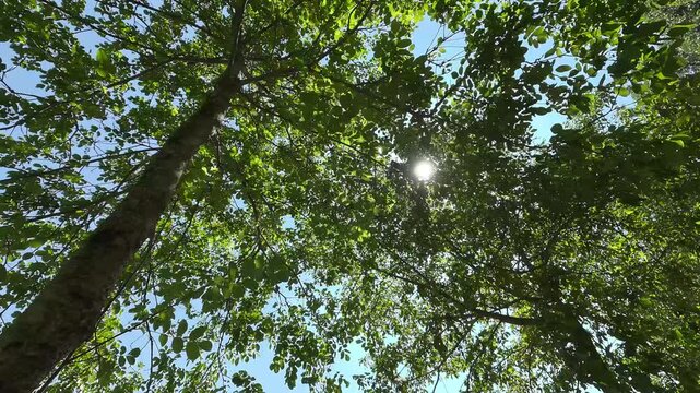 Foresta di Cerro in 8K