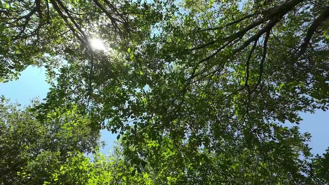 Foresta di Cerro in 8K