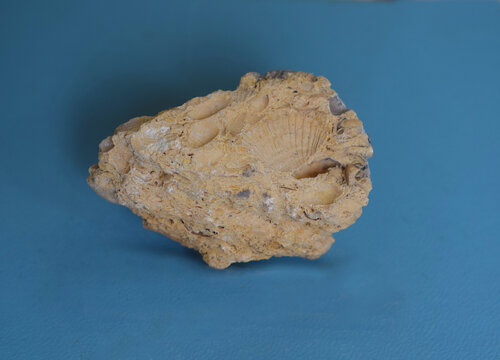Geological specimen of coquina with fossil Pecten shells and their impressions.