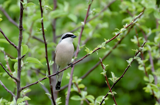 Red-backed shrike sits on a branch of a dry tree.