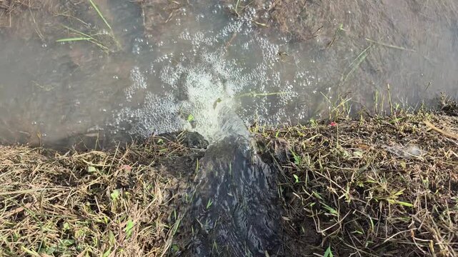 Water flowing from pipe into muddy stream with grass bank, irrigation, agriculture, environmental flow