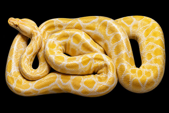 Golden Ball Python