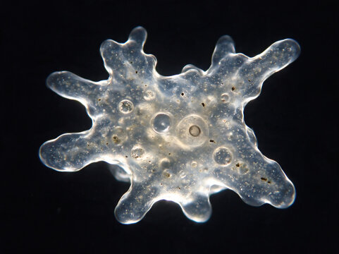 Microscope Micrograph of Transparent Amoeba Proteus Single-Celled Protist Organism