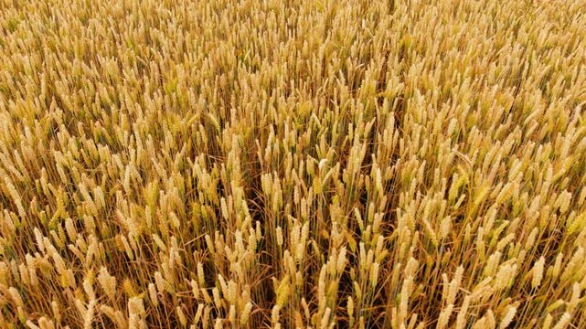 Golden wheat spikes forming seamless cereal field texture across cultivated farmland. Detailed grain heads with natural agricultural pattern and uniform crop coverage. Harvest background, bread grain